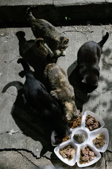 How to Clear 500,000 Feral Cats From New York’s Streets - The New York ...