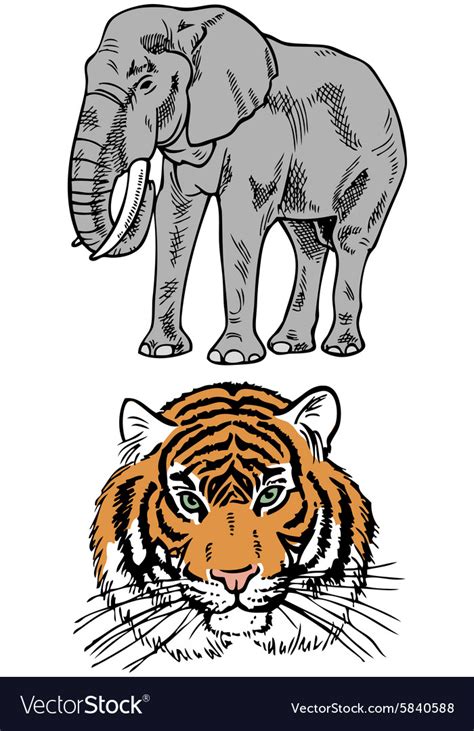 Elephant Tiger