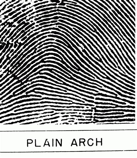 A Fingerprint Expert Blogs: What is a Fingerprint?