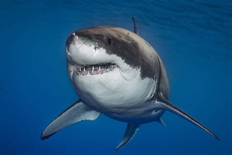 Great white shark (Carcharodon carcharias) - Scubaverse