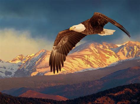 Eagle Soaring in the Rockies II Photograph by Judi Dressler - Fine Art ...