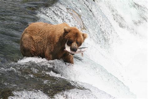 Alaska Wildlife Photos