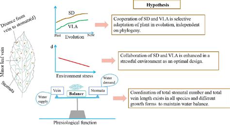 Linkages between stomatal density and minor leaf vein density across ...