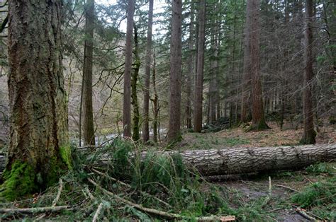 Tour Scotland: Tour Scotland Video Photographs Storm Damage Hermitage ...