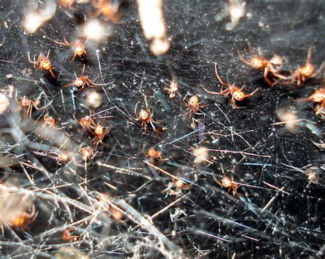 black widow spiderlings - Latrodectus mactans - BugGuide.Net