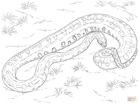 Coloriage - Anaconda vert | Coloriages à imprimer gratuits