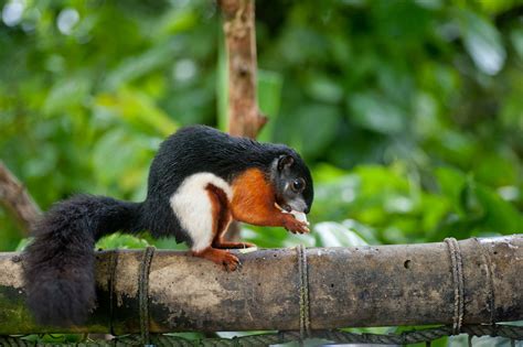 Six cool squirrel species … because it's Squirrel Appreciation Day ...