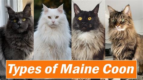 Maine Coon Colors