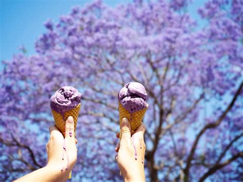 Grafton Jacaranda Festival | NSW Holidays & Accommodation, Things to Do ...