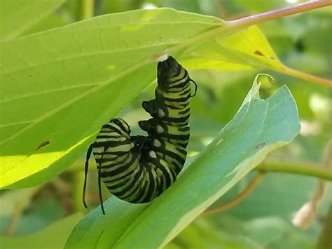 A caterpillar leaves the milkweed – North Star Reporter