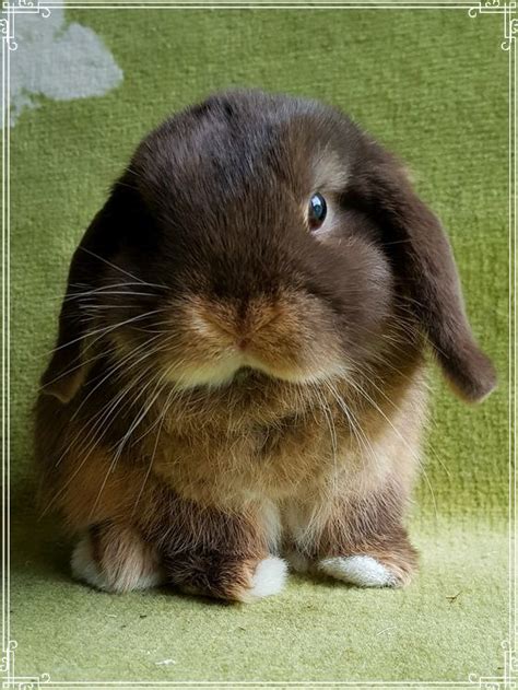 mini lop bucks - Katelins Bunnies Hobby Breeder Of Mini Lops And ...