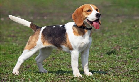 Are Beagles Healthy Dogs