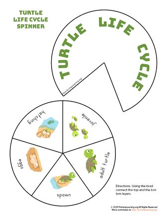 Turtle Life Cycle Spinner | PrimaryLearning.Org