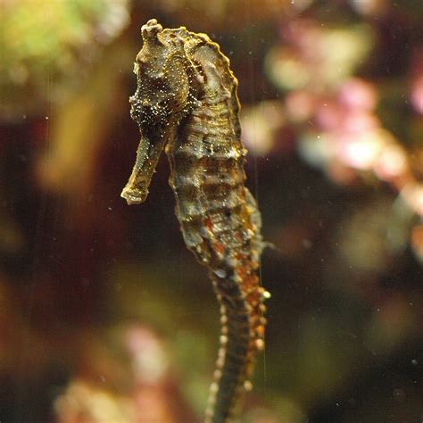 Great seahorse - Wikipedia