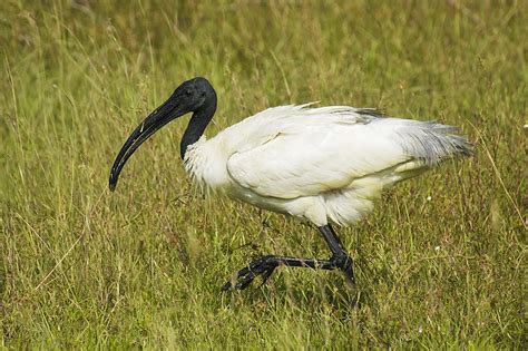 Black-headed ibis - Wikipedia