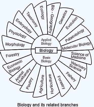 Branches Of Biology | Diagrams Of Biology