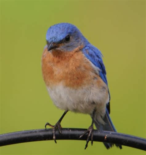 How to Make a Bluebird Feeder (Bluebird Feeder Plans) - FeltMagnet