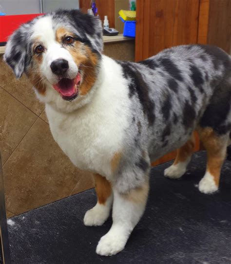 Mini Australian Shepherd Haircut - what hairstyle is best for me