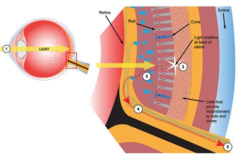 Rods and cones are called photoreceptors specialised cells