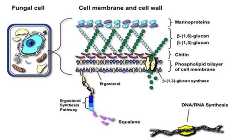 Fungal cell membrane and cell wall. Fungal-specific features include ...