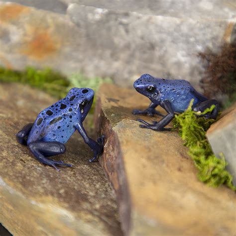 Dendrobates Tinctorius Azureus - Jungle Jewel Exotics