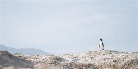 Tussen de pinguïns op Boulders Beach