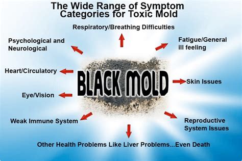 Toxic Mold – Longevity Wellness Centers