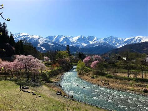 Spring Scenery In Japan - Cherry Blossoms (SAKURA ) Blooms All Over the ...