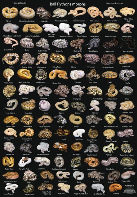 Ball Python Morphs Guide