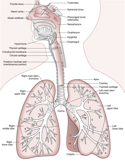 Respiratory System Diagram Labeled With Functions