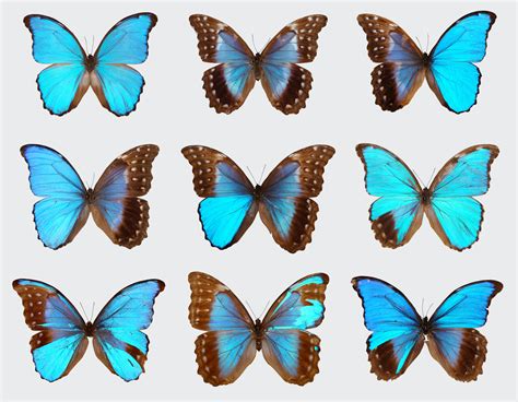 The Curious Case Of The Blue Morpho Butterflies