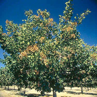 Pistachio Tree: Pictures, Images, Photos, Facts on Pistachio Trees