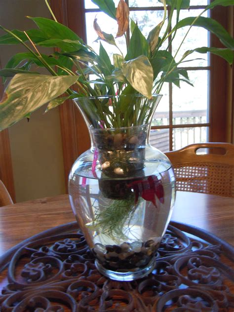 beta fish tank vase ~ one of my favorites. | Aquariums | Pinterest ...