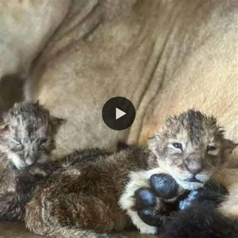 First Look at the African Lion Cubs (Video) | Daily BB News