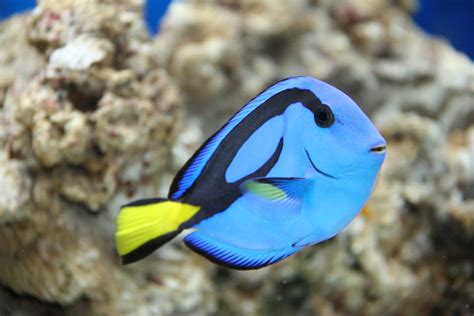 Who’s the Real Dory? - Coral Reef Alliance