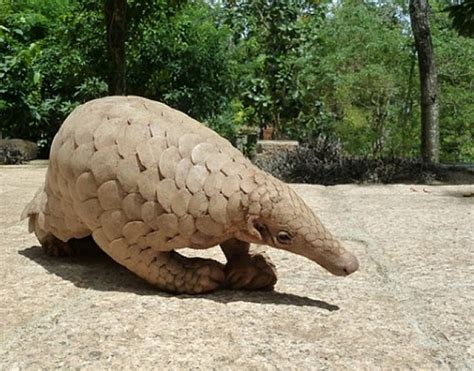 Hong Kong: 459 Pounds of Pangolin Scales Seized - PANGOLINS