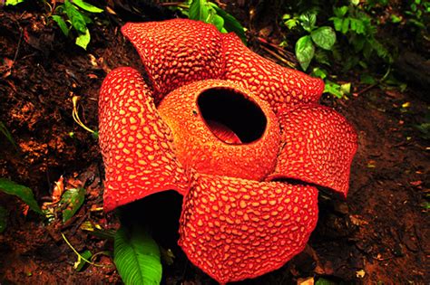 84+ Gaya Terbaru Gambar Flora Dan Fauna Indonesia Bagian Timur, Gambar ...