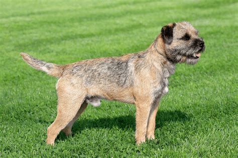 4 Border Terrier Colors: Which One To Pick?