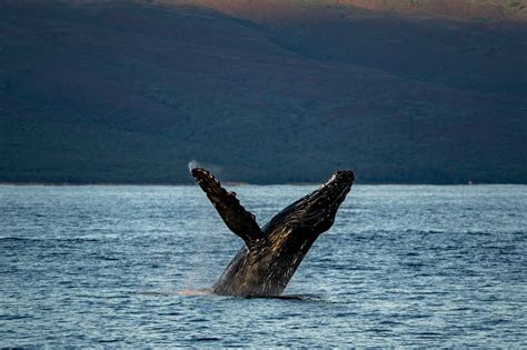 Maui Whale Watching Guide: Everything You Need to Know - Uprooted Traveler