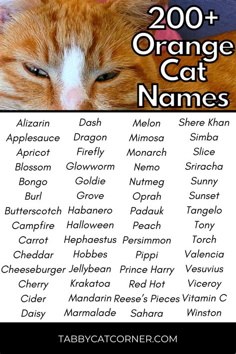 100 orange and white cat names for your sweet new tabby – Artofit