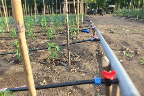 IRIGASI TETES (DRIP IRRIGATION) SOLUSI HEMAT AIR DI MUSIM KEMARAU ...