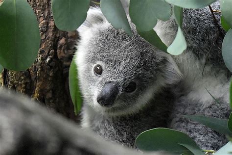 Koala declared endangered as disease, lost habitat take toll - The San ...