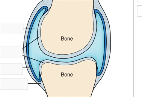 synovial joint labeling Diagram | Quizlet