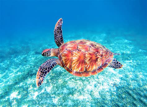 Sea Turtle Fly-By | Sea turtles photography, Sea turtle, Turtle