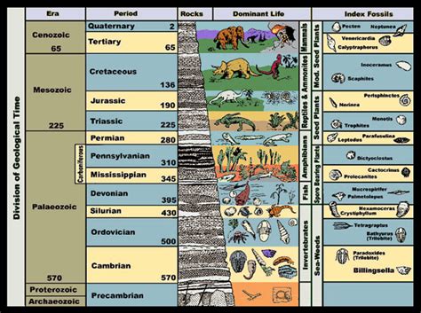 Fossil Evolution Rock Layers - pic-titmouse