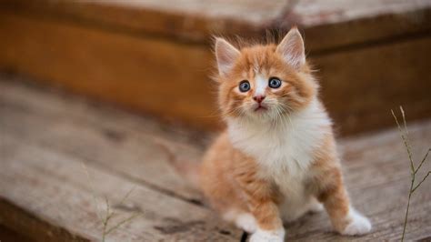 1920x1080 Cute Kitten Laptop Full HD 1080P HD 4k Wallpapers, Images ...