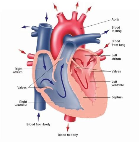 Simple Diagram Of Human Heart