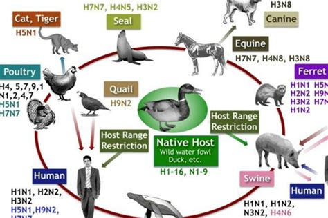 Health and Wellness of Poultry | USU