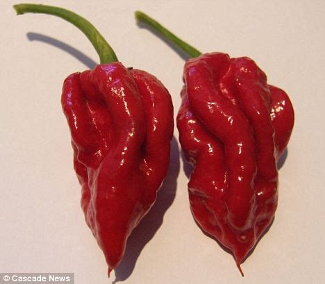 SOLYMONE BLOG: NAGA VIPER IS WORLD'S NEWEST HOTTEST CHILLI