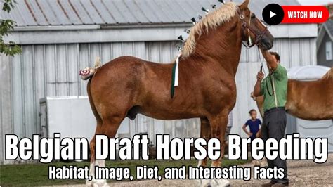 Belgian Draft Horse Breeding - Habitat, Image, Diet, and Interesting ...